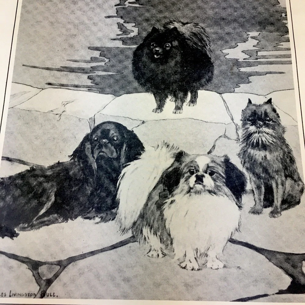 Charles Livingston Bull,Toy Treasures POM,PEKINESE, GRIFFON,Cocker Print 1930's
